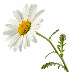 Naklejka premium Daisy 3D rendered flower perfectly isolated on a white background with bright petals and intricate details 