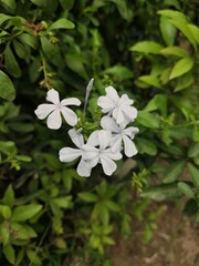 Close-up of Delicate White Flowers Blooming Amidst Lush Green Foliage