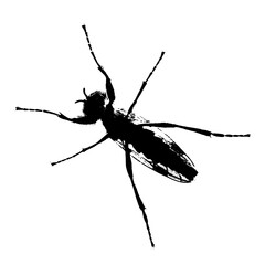 Fly as silhouette against a transparent background, interesting lifelike black and white photo as vector graphic