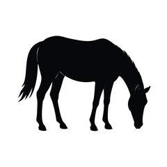  Vector illustration of a  silhouette on white background  of a grazing horse