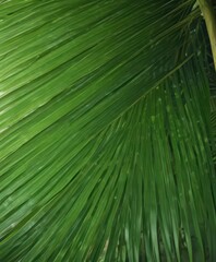 Fototapeta premium Smooth, glossy surface of vibrant green palm leaf , foliage, summer, macro