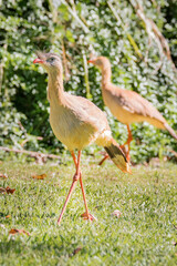 Brazilian Savannah Bird  The birds of Brazil are very beautiful and have many colors