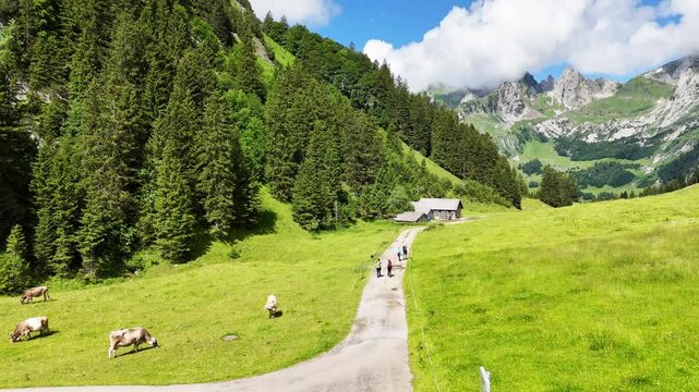 9 juli 2024, Wildhaus, Switzerland. Drone flight above mountain trail. Some alpine cows are grazing in the grass, 4 hikers are walking on the path. A wooden mountain hut at the path. Mountains visible