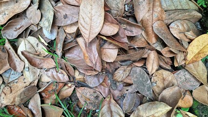 The natural texture of the ground is obscured by a thick layer of dry, dead brown leaves, a common sight during autumn in wooded areas