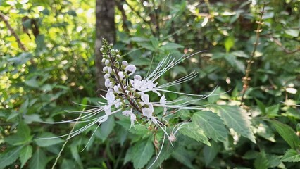 Orthosiphon Aristatus White Flower Close-Up  Herbal Plant Known as Java Tea for Natural Remedies, Botanical Art, and Medicinal Background Concepts
