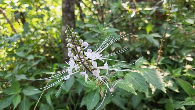 Orthosiphon Aristatus White Flower Close-Up  Herbal Plant Known as Java Tea for Natural Remedies, Botanical Art, and Medicinal Background Concepts