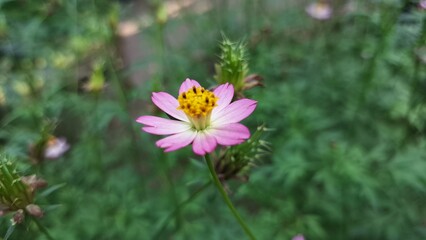 Obraz premium Purple Cosmos Caudatus Flower Blooming in Natural Garden – Asteraceae Family Plant with Lush Foliage