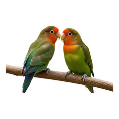 Fototapeta premium Two vibrant lovebirds looking toward each other while perched on brown branch