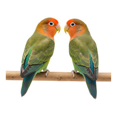 Two lovebirds sitting closely together, touching beaks affectionately