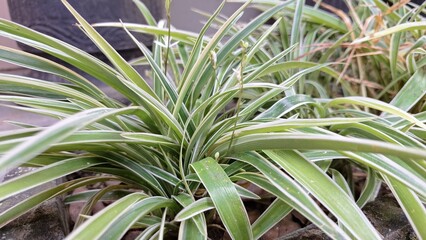 Variegated Spider Plant with White-Edged Leaves in Modern Planter  Ideal for Eco-Friendly Interior Design and Urban Gardening
