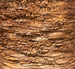 Detailed Texture of Palm Tree Bark. Closeup view of the textured patterned trunk of a tropical coconut palm tree. Close up of the tree trunk of a Date coconut Palm tree (Phoenix dactylifera)