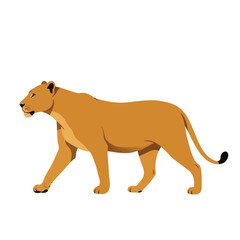 Flat vector illustration of a walking lioness