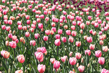 Fototapeta premium Field of pink tulips. Floral spring background. Glade of bright pink flowers. Tulip flowers among green leaves. Landscape. Nature background