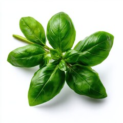Fresh basil leaves close up shot on white background