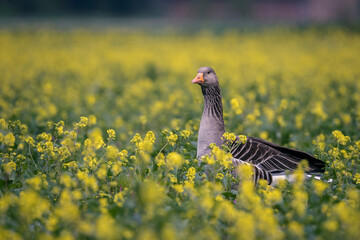 Greylag Goose in Blooming Rapeseed Field