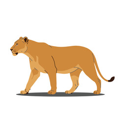 Flat vector illustration of a walking lioness