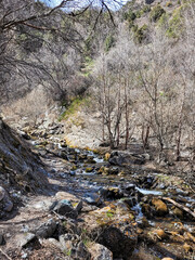 A mountain stream in an early spring forest with still empty dry trees, stones covered with moss.