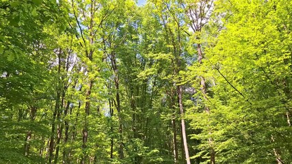 
Video of the green forest at the beginning of May. In Romania. With sound