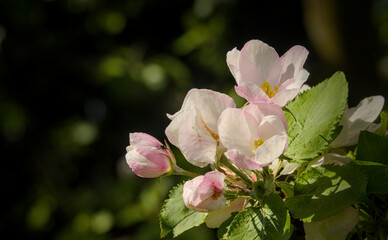 Details of beautiful white and pink apple blossoms
