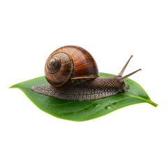 Close-up of a snail resting on a green leaf on a white background