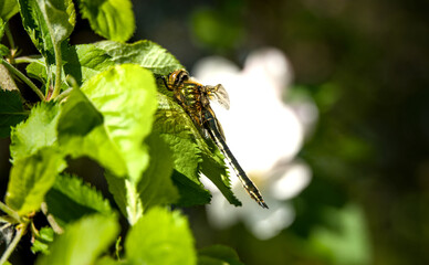 Beautiful dragonfly in the sun, close up