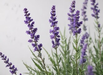 Obraz premium Vibrant lavender sprigs, showcasing individual flowers, against stark white , detail, bloom