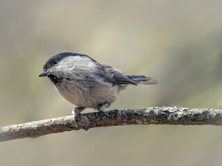 One-leg willow tit perching on a tree branch