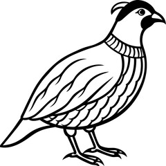 Elegant Quail in Minimal Vector Art