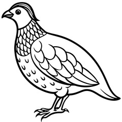 Elegant Quail in Minimal Vector Art
