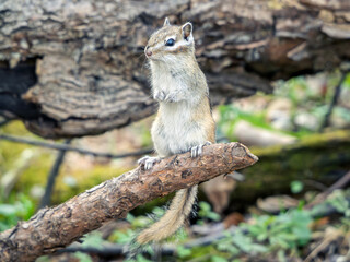 Chipmunk on a tree branch at a forest