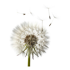 Close-up of a white dandelion seed puff