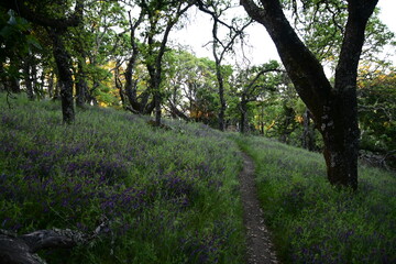 footpath in the park