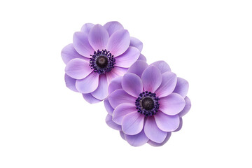Obraz premium Two lavender colored Anemone flowers in full bloom against a gray background