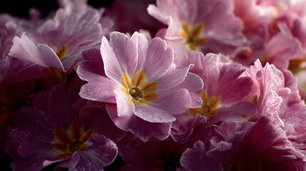 A final close up of pink and mauve primula flowers, captured in full heyday with great item