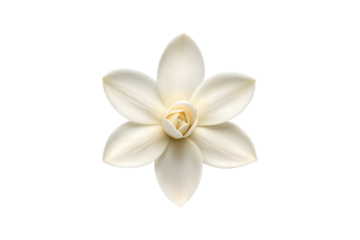 Elegant white Magnolia flower in full bloom with soft gray background