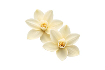 Elegant pair of pale yellow flowers in full bloom on a gray backdrop