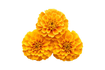 Three vibrant marigold blossoms in a triangular arrangement on gray background