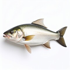 Fototapeta premium Realistic fish over white background