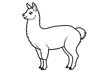 vector illustration of a llama