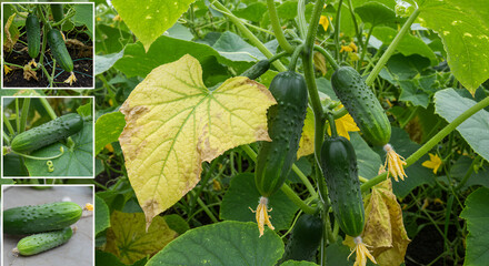 Stunted Growth in Nitrogen‑Deficient Cucumbers &ndash; Vine Crop Nutrition Visualization