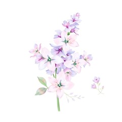 A hand-drawn watercolor painting shows lilac flowers on a white background, isolated from other elements, and includes flora and violet flower clipart 