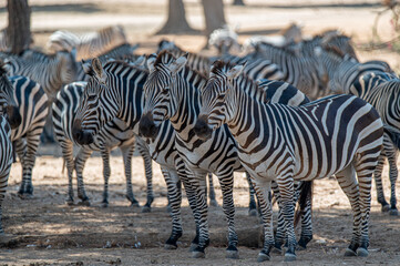 Group of Zebras in Natural Habitat