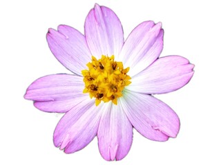 Single Purple Cosmos Caudatus Flower on White Isolated Floral Element for Graphic Design and Illustrations	