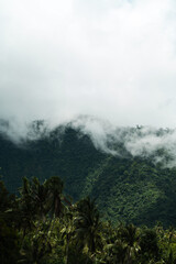 Bosque tropical de palmeras con niebla, Bali, Indonesia