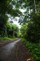 Camino en el bosque con árboles y palmeras, Bali, Indonesia