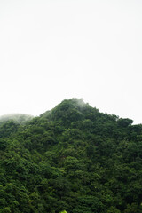 Obraz premium Selva en la montaña con niebla, Bali