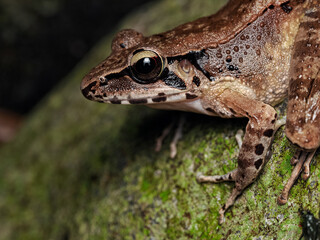 Wijayarana Javan frog close up with details 