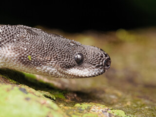 Dragon snake close up Javan tubercle 