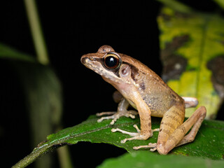 The Javan torrent frog is a species of frog in the family Ranidae. It is endemic to Java, Indonesia. It is found in Mount Halimun Salak National Park, Ujung Kulon National Park, and Gunung Gede Pangra