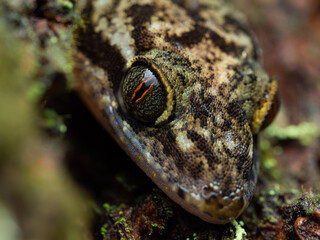 Close up of the marbled bow-fingered gecko (Cyrtodactylus marmoratus) is a species of gecko found in Southeast Asia.